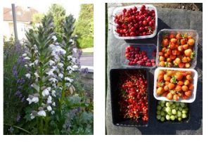 Flowers and fruit punnets